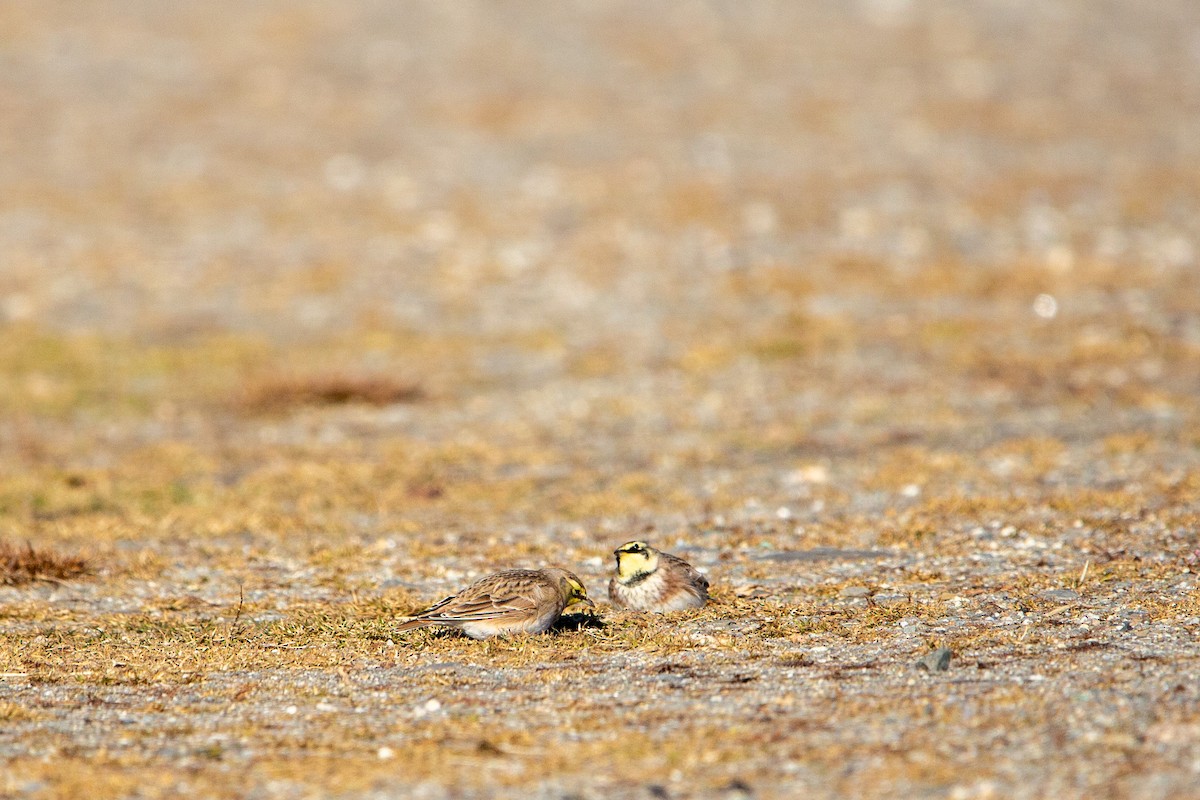 skřivan ouškatý - ML647257067