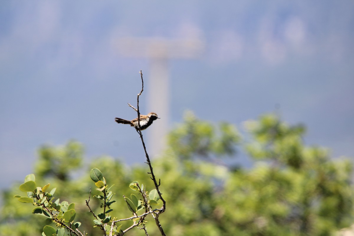 sincoramaursmett - ML647257069