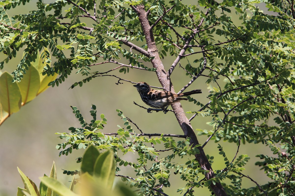 sincoramaursmett - ML647257070