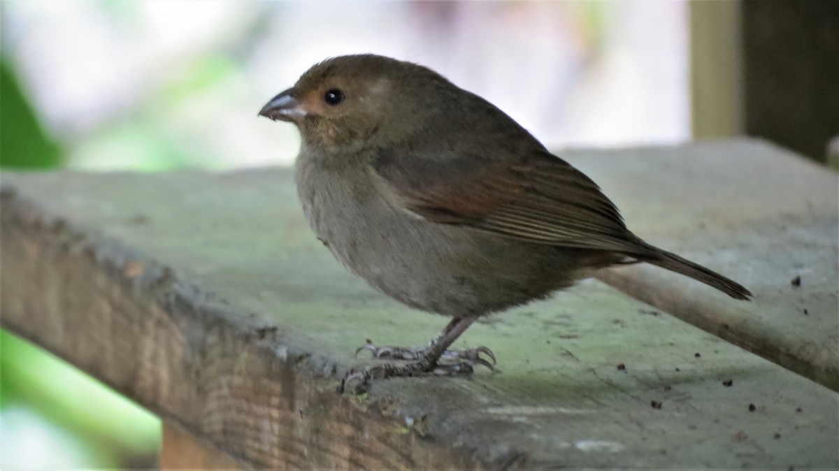 Lesser Antillean Bullfinch - ML647257071