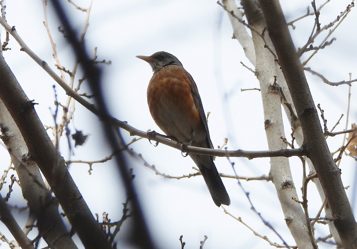 drozd rezavohřbetý - ML647257079