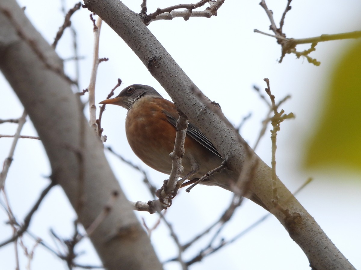 drozd rezavohřbetý - ML647257080