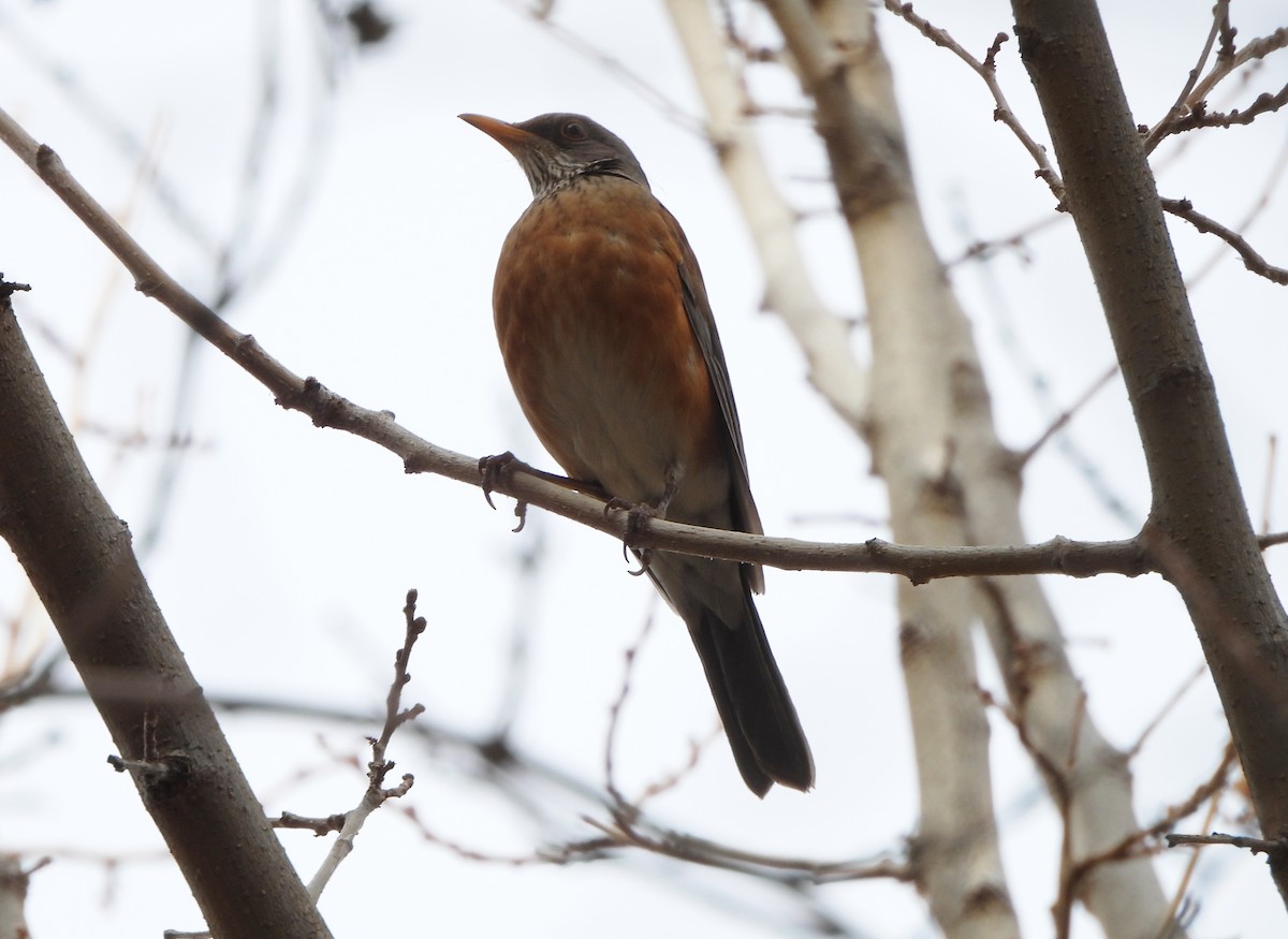 drozd rezavohřbetý - ML647257081