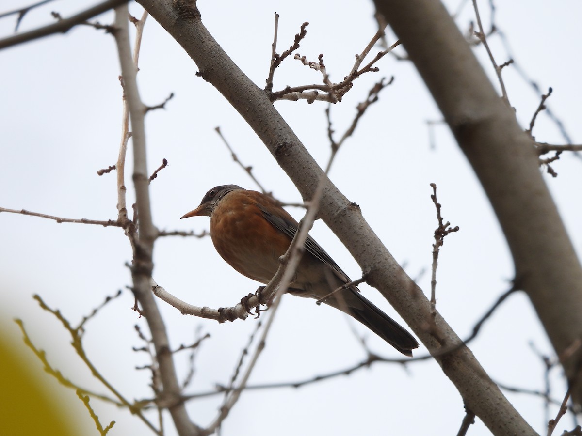 drozd rezavohřbetý - ML647257082