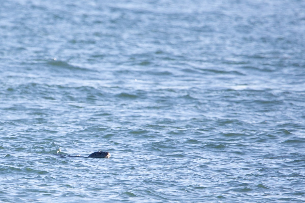 Harbor Seal - ML647257116