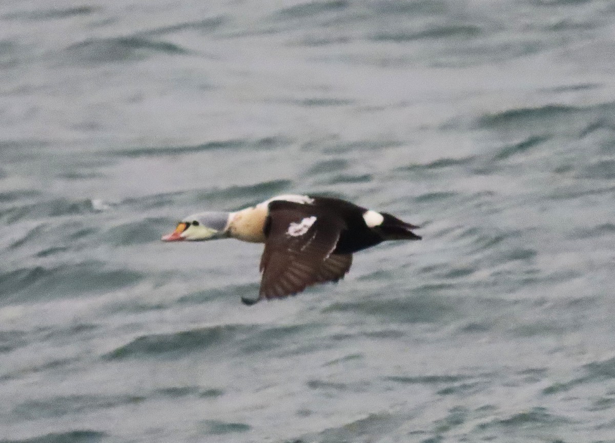 King Eider - ML647257126