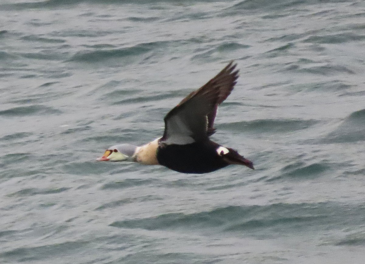 King Eider - ML647257127