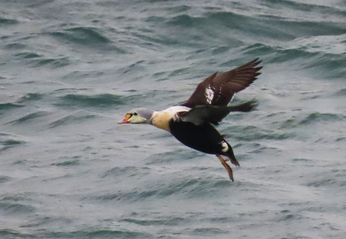 King Eider - ML647257128
