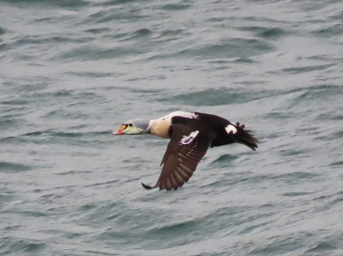 King Eider - ML647257129