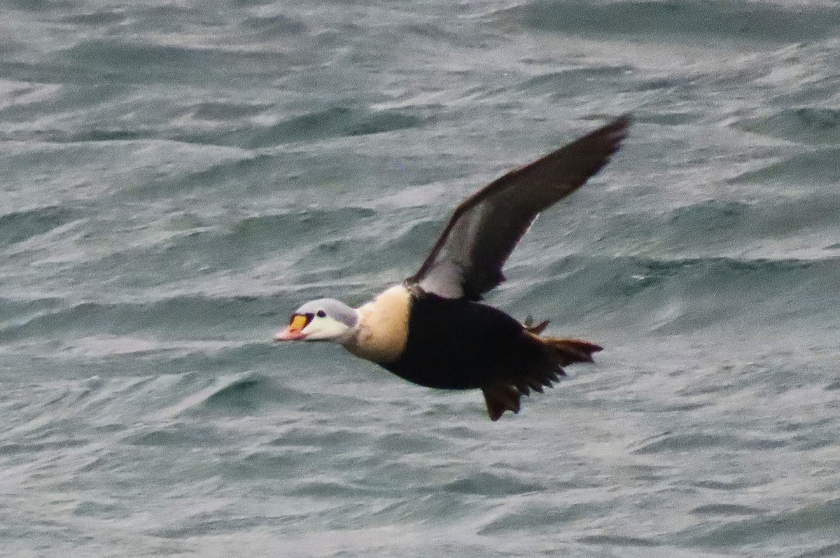 King Eider - ML647257130