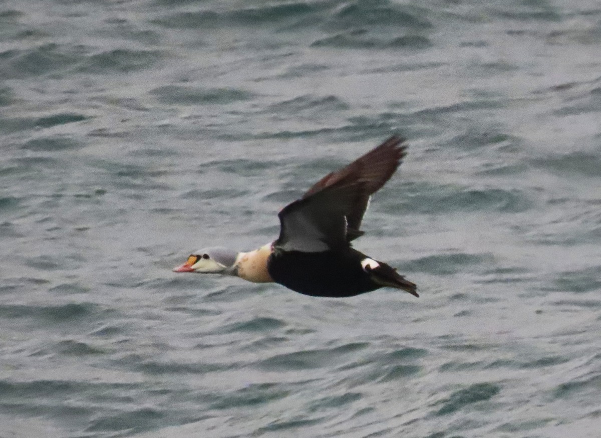 King Eider - ML647257131