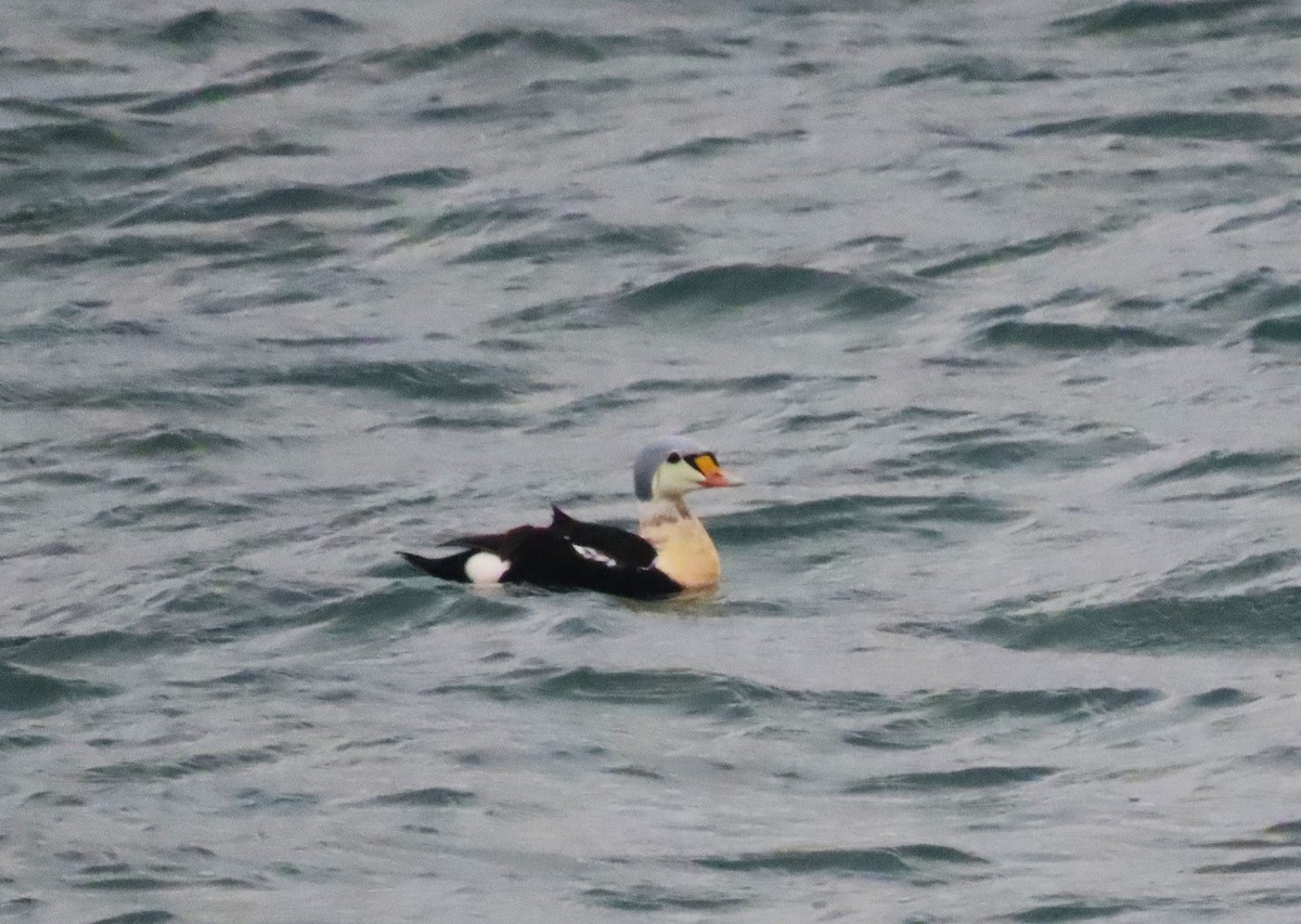 King Eider - ML647257132