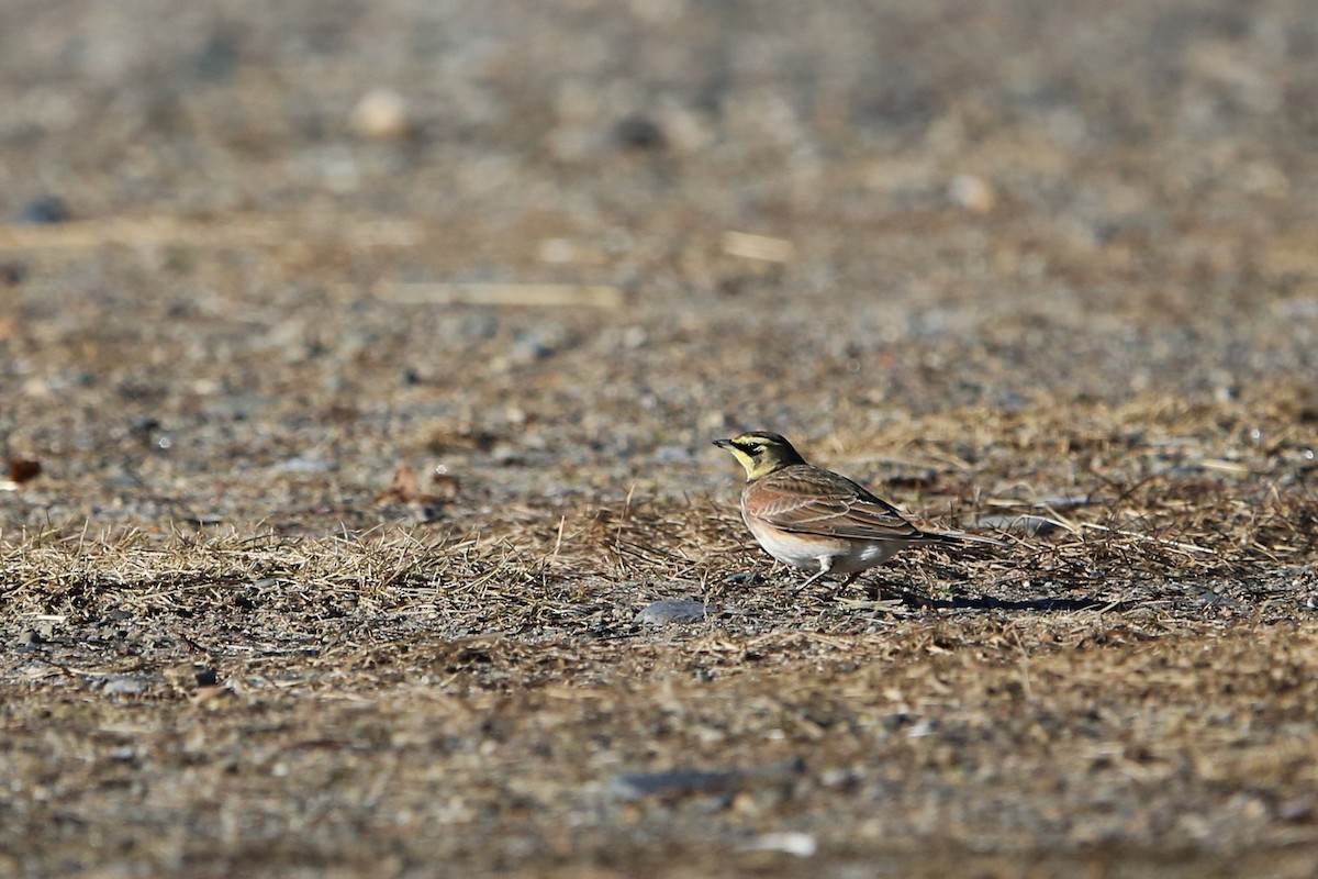 skřivan ouškatý - ML647257135