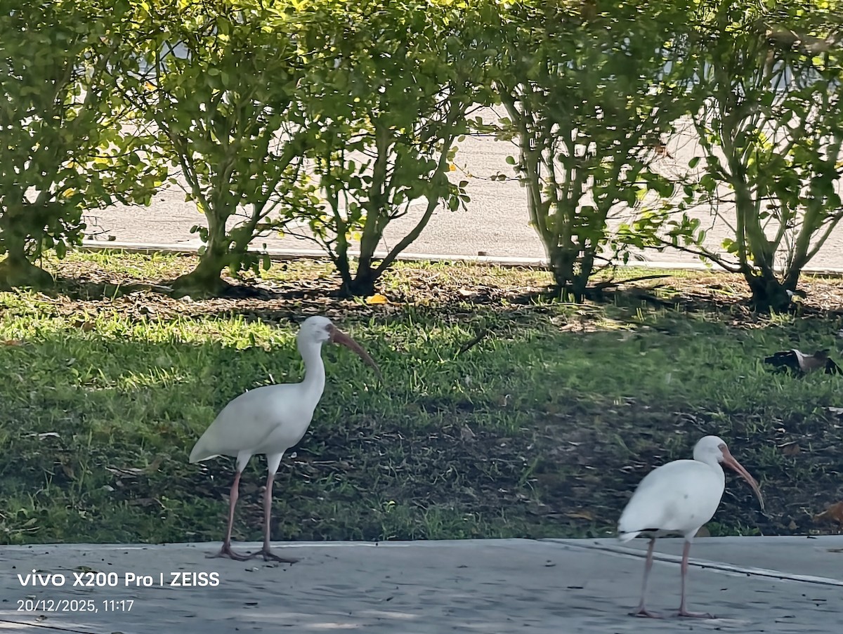 シロトキ - ML647257151