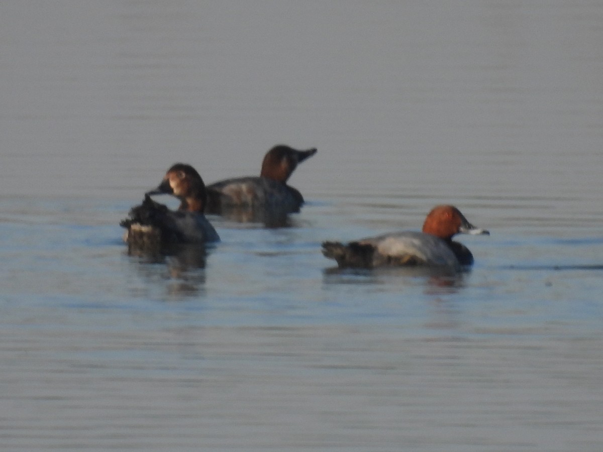 Common Pochard - ML647257195