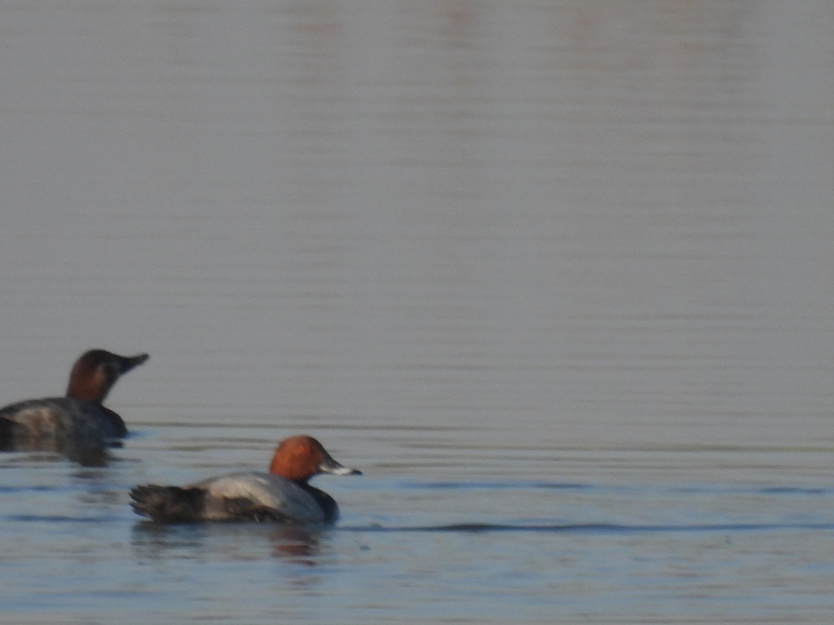 Common Pochard - ML647257196
