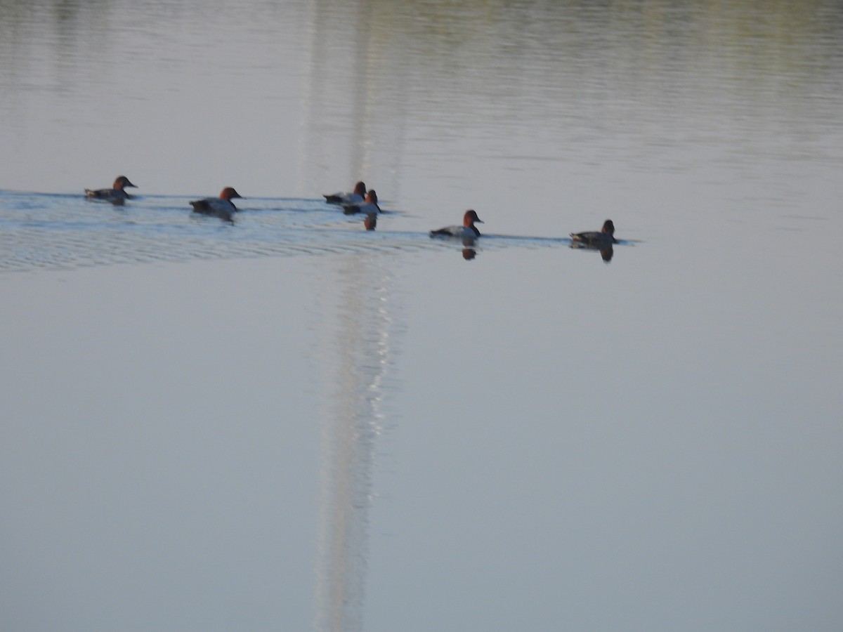 Common Pochard - ML647257198