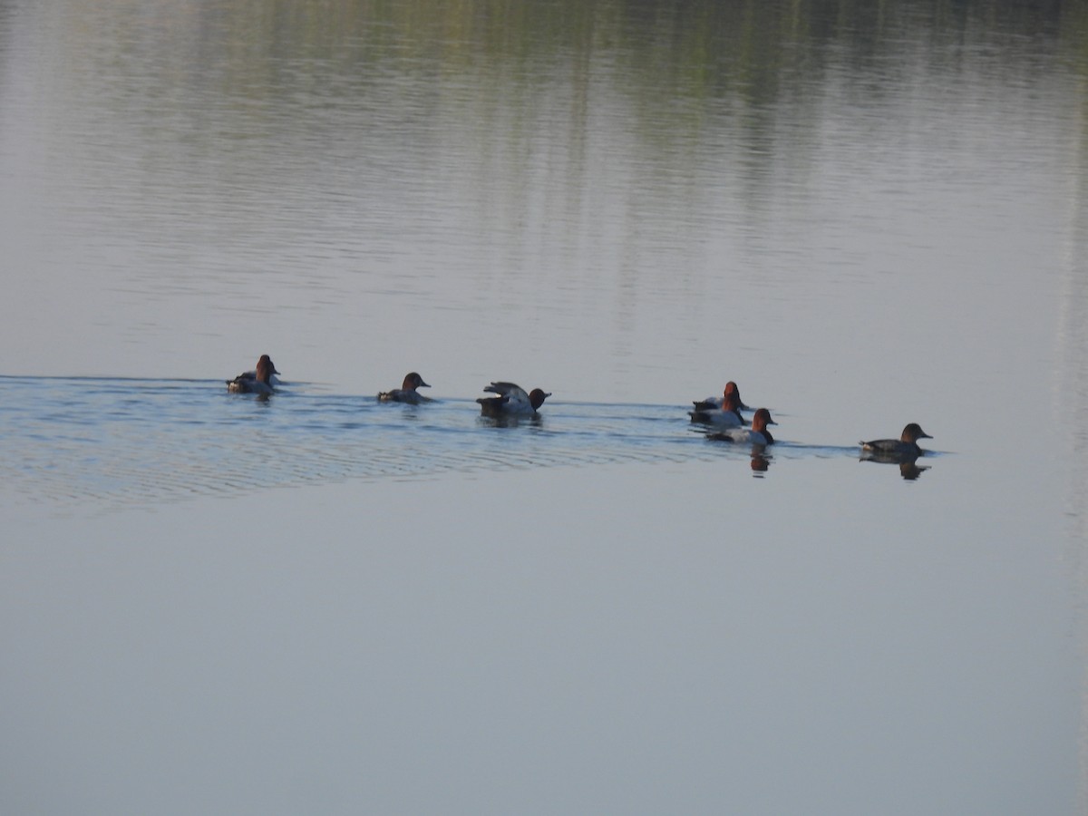 Common Pochard - ML647257199