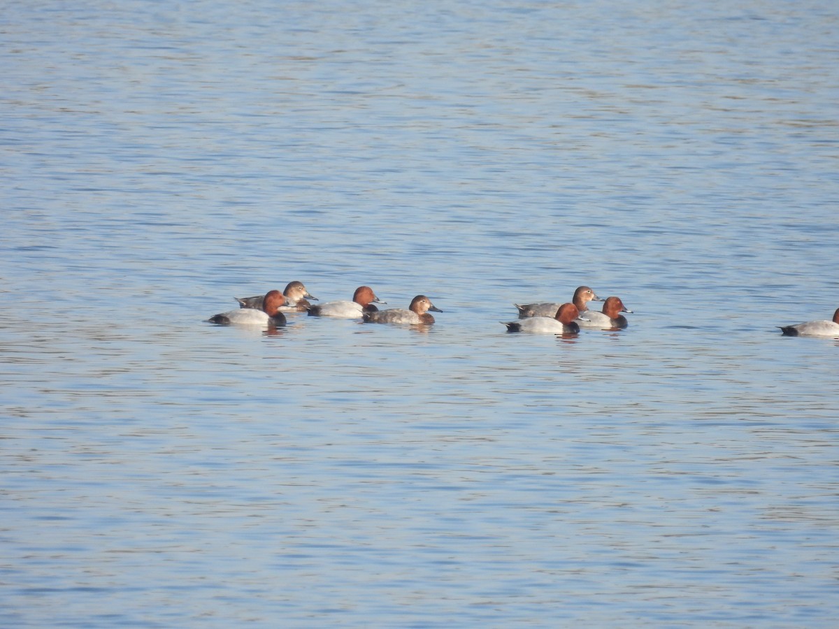 Common Pochard - ML647257200