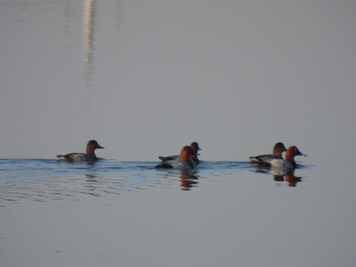 Common Pochard - ML647257201