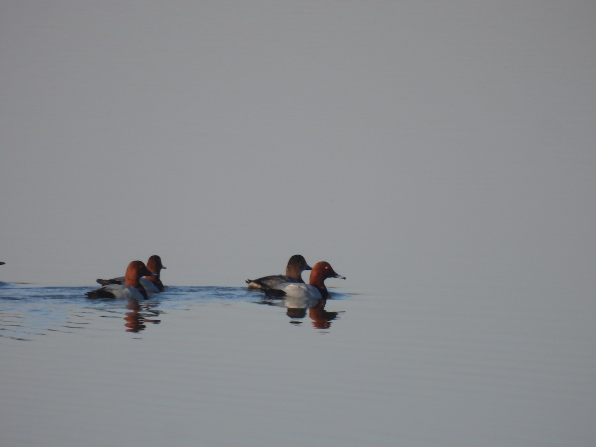 Common Pochard - ML647257202