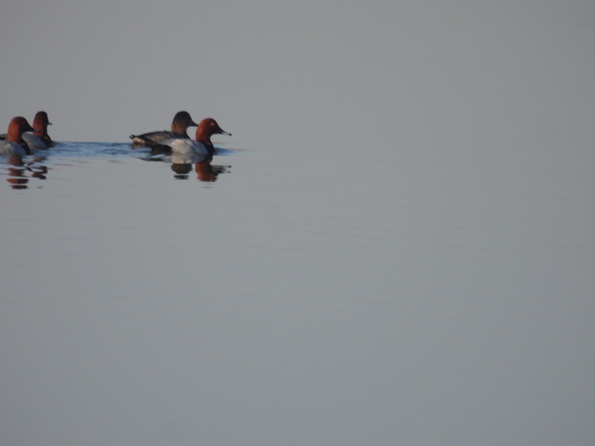 Common Pochard - ML647257203