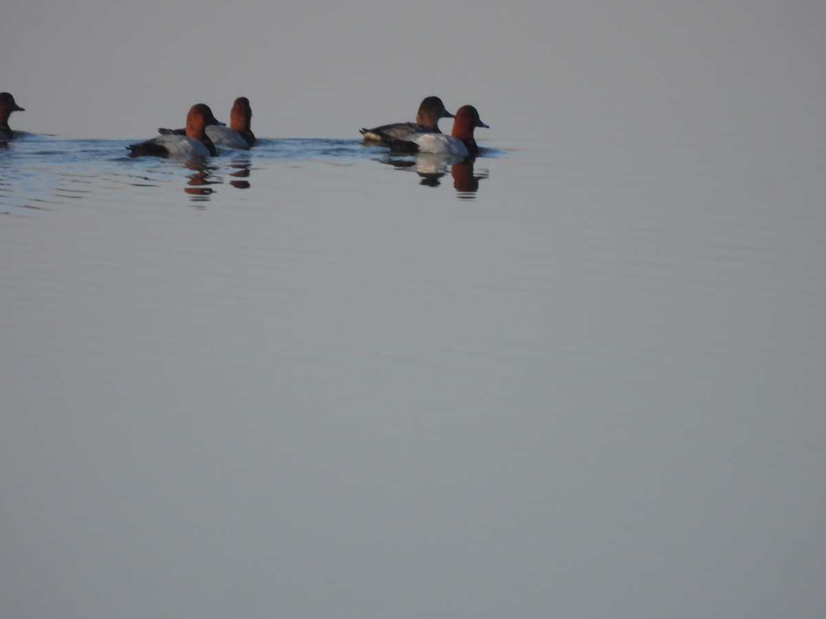 Common Pochard - ML647257204
