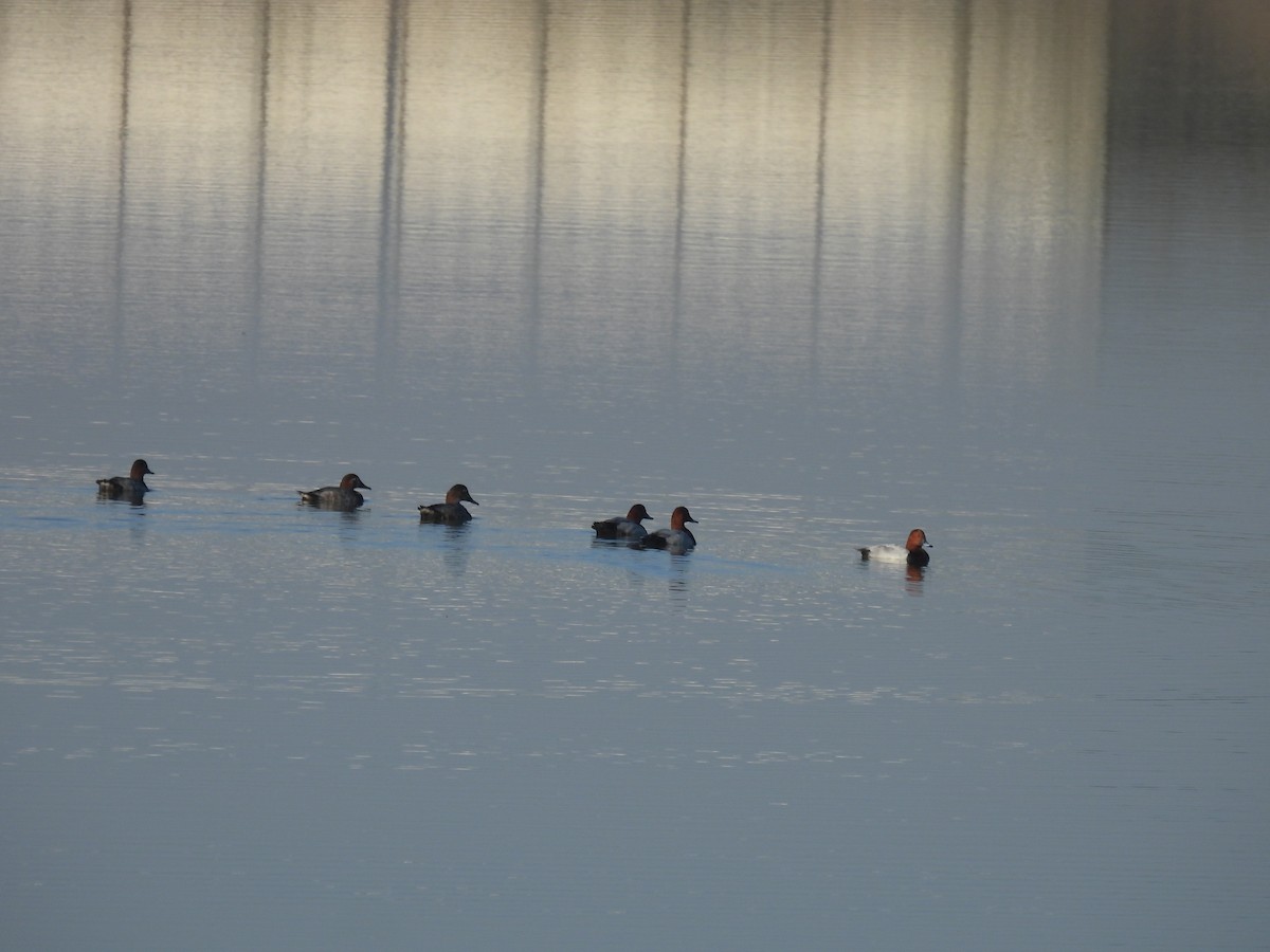 Common Pochard - ML647257205
