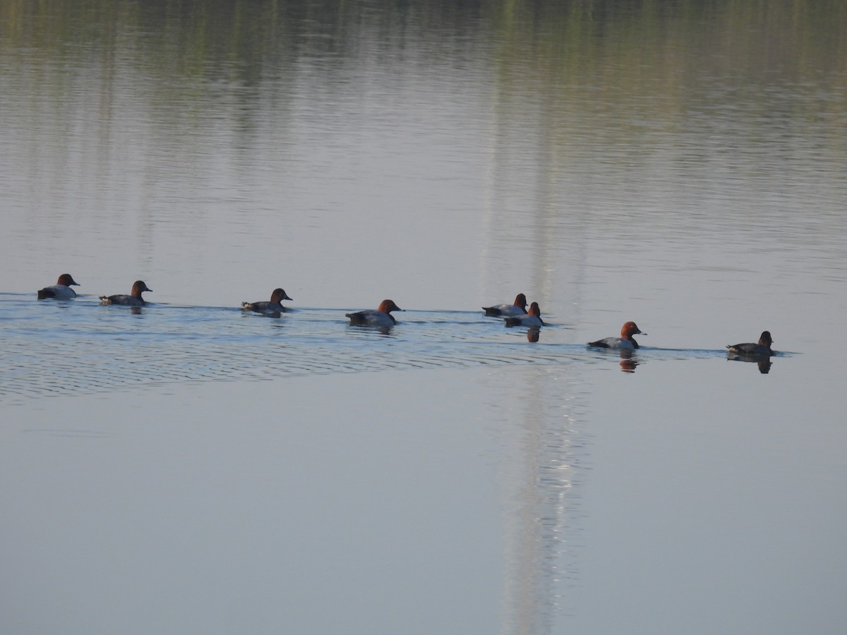 Common Pochard - ML647257206