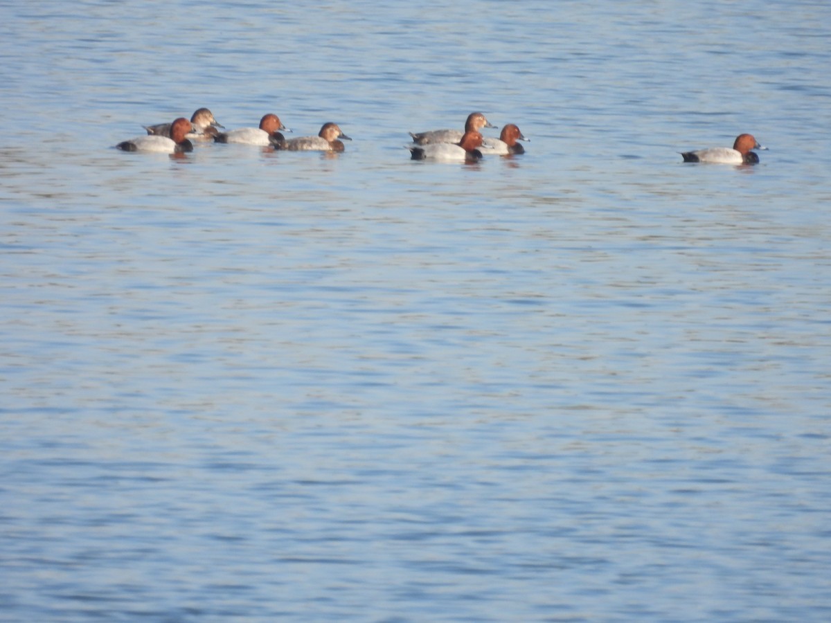 Common Pochard - ML647257207