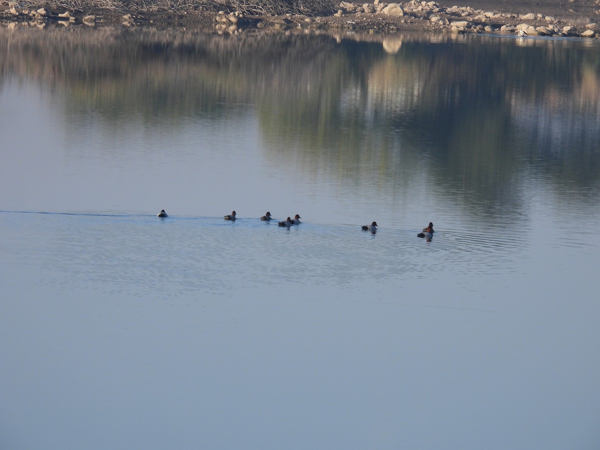Common Pochard - ML647257208
