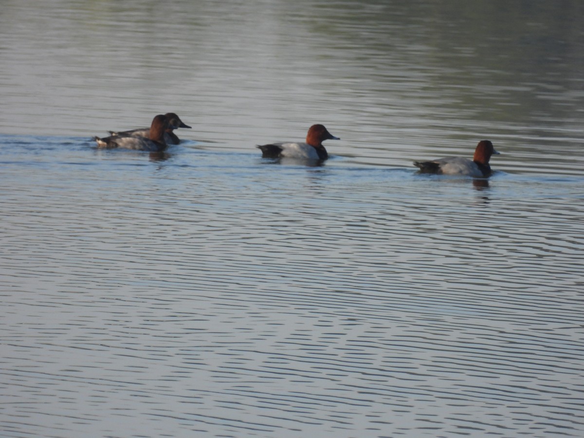 Common Pochard - ML647257209