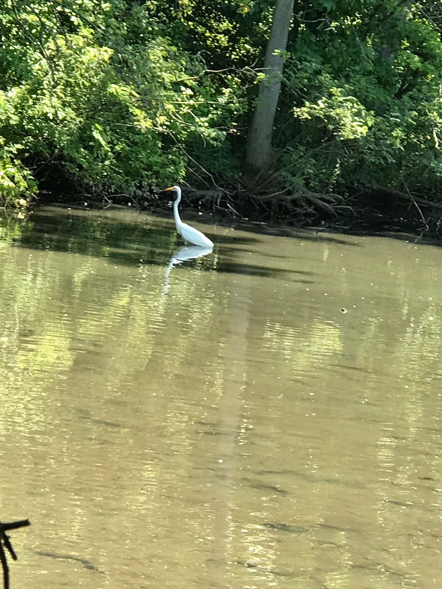 Great Egret - ML64725721