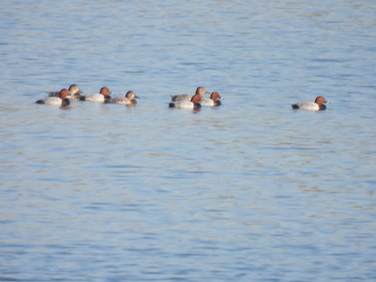 Common Pochard - ML647257210