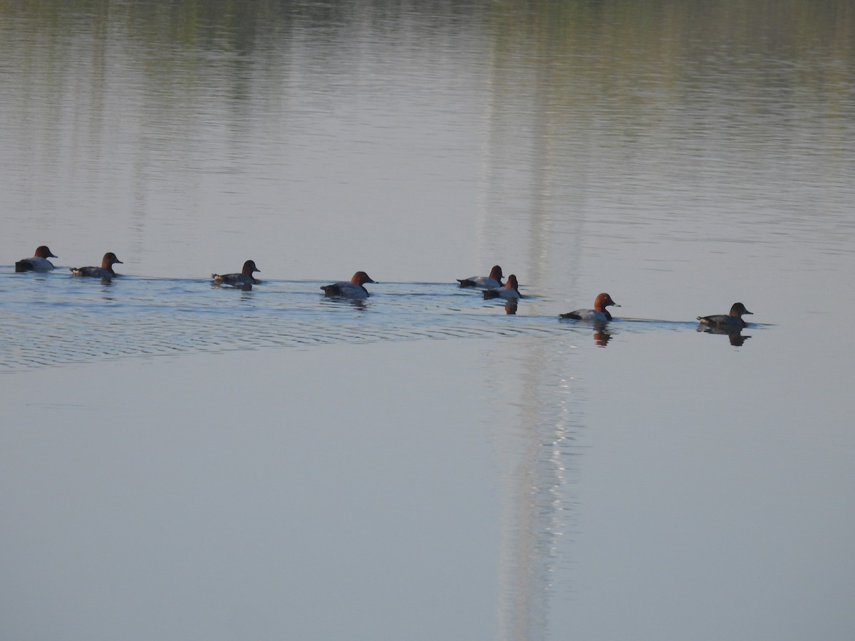 Common Pochard - ML647257211