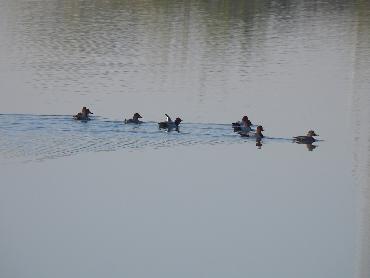 Common Pochard - ML647257212