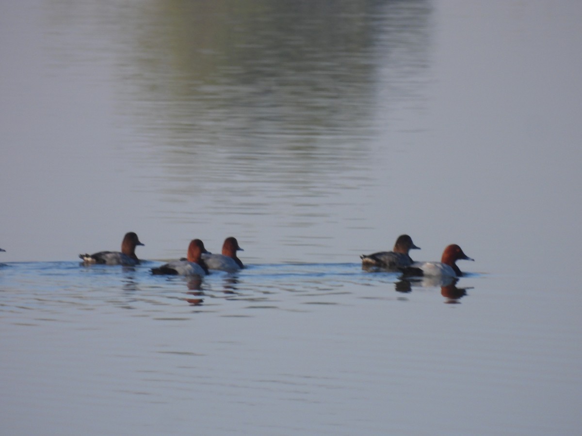 Common Pochard - ML647257213