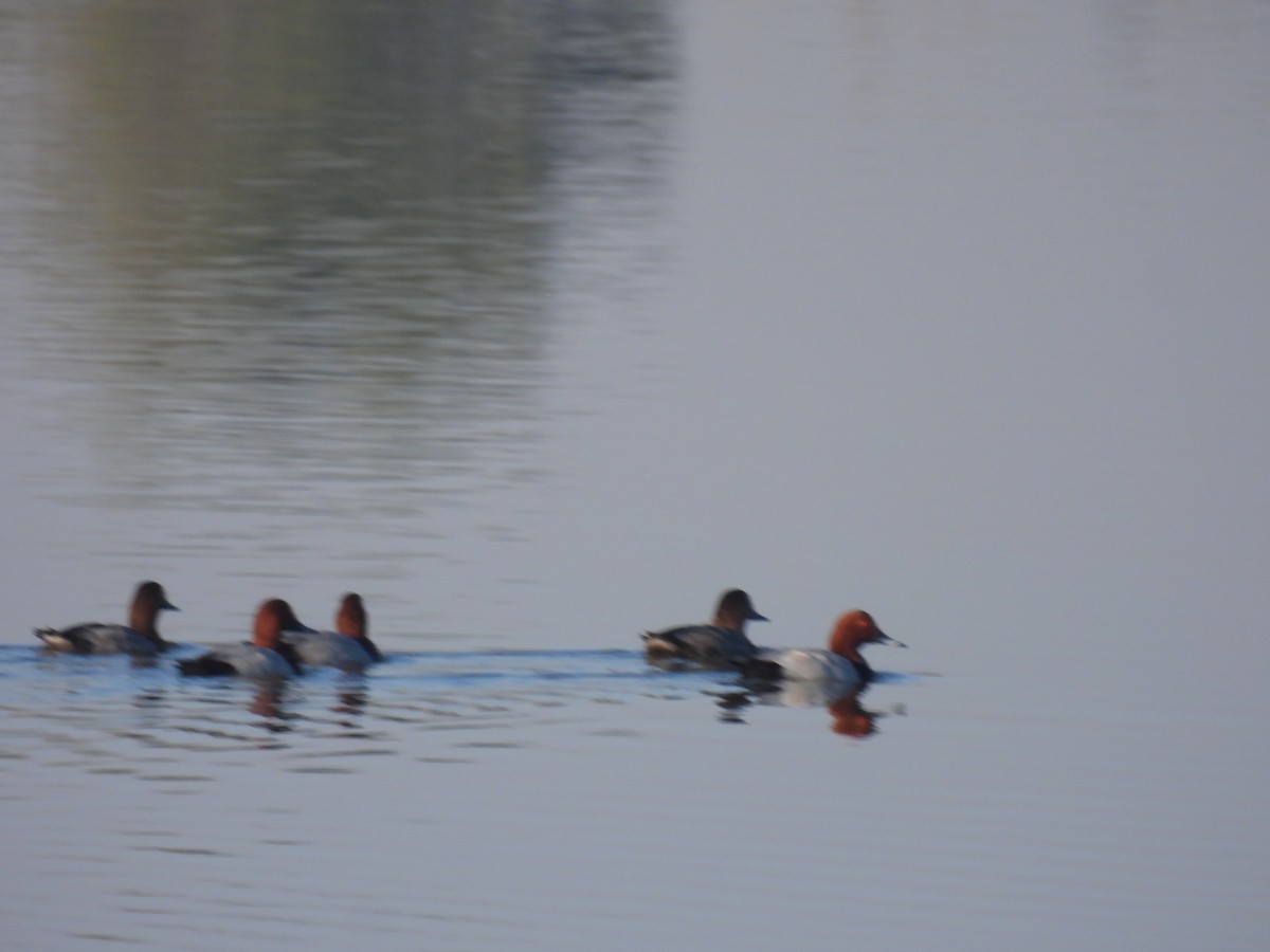 Common Pochard - ML647257214