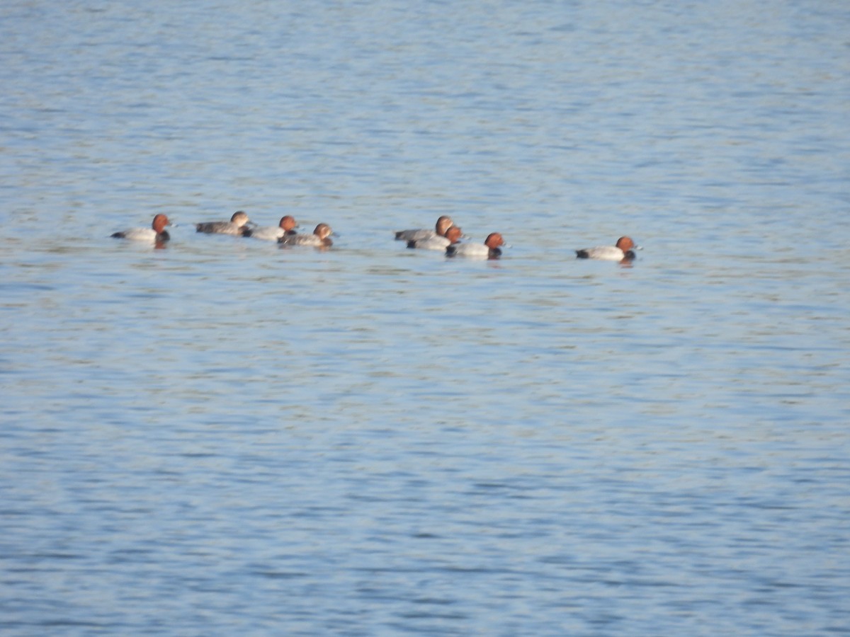 Common Pochard - ML647257215