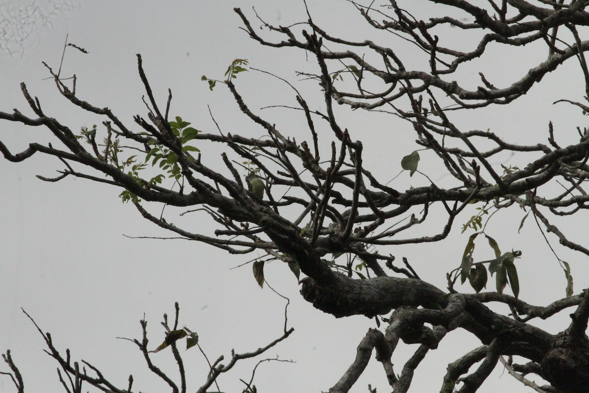Southern Beardless-Tyrannulet - ML647257247