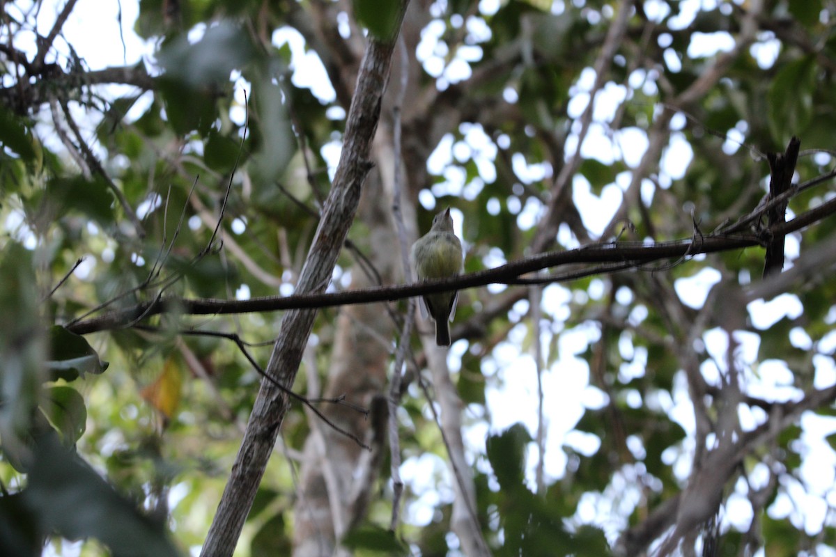 Wied's Tyrant-Manakin - ML647257265