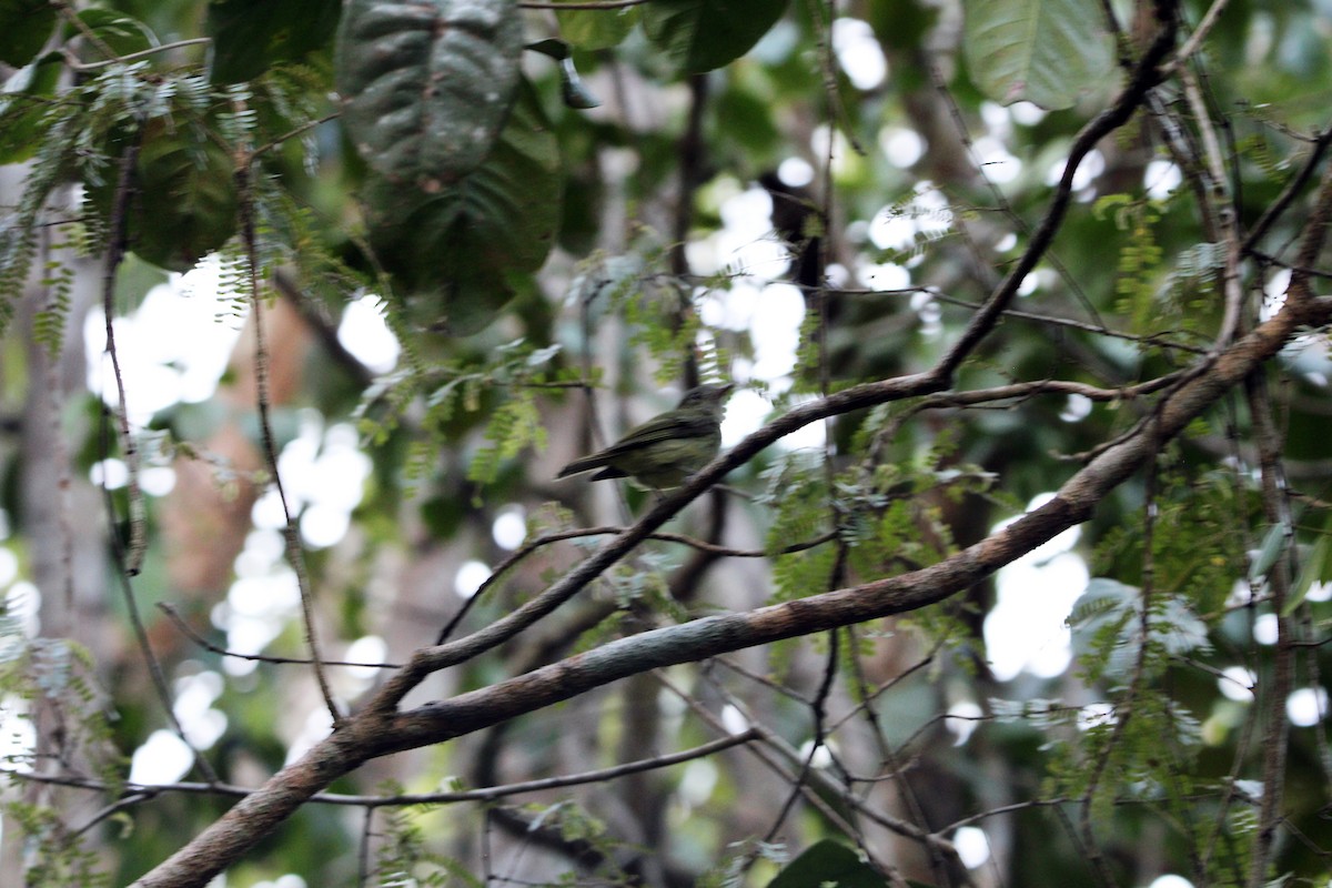 Wied's Tyrant-Manakin - ML647257266