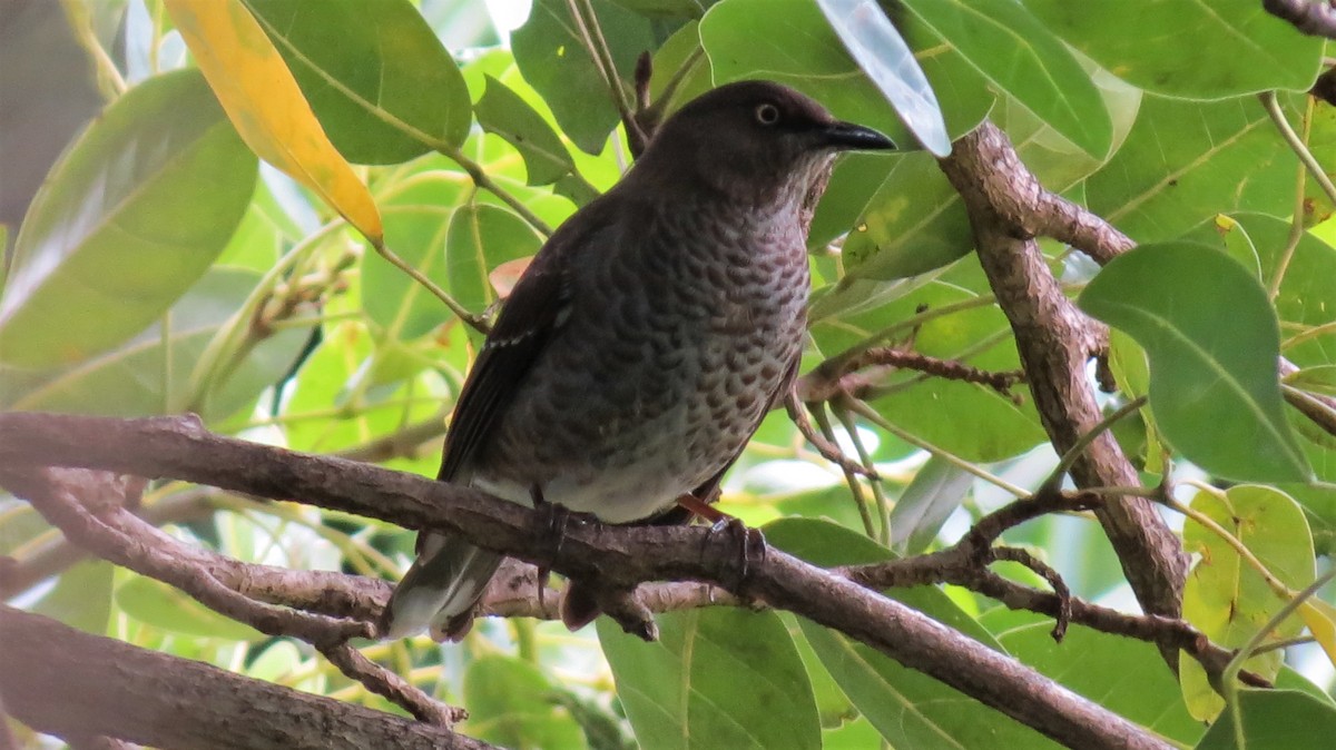 Scaly-breasted Thrasher - ML647257303