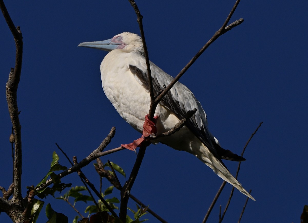 Rotfußtölpel - ML647257311