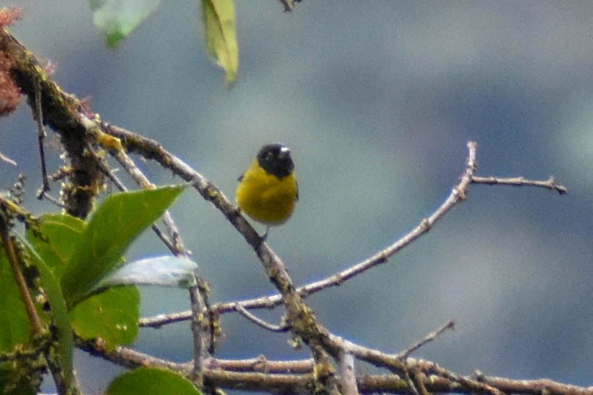 Hooded Siskin - ML647257322