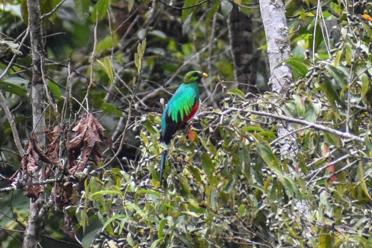 Quetzal doré - ML647257324