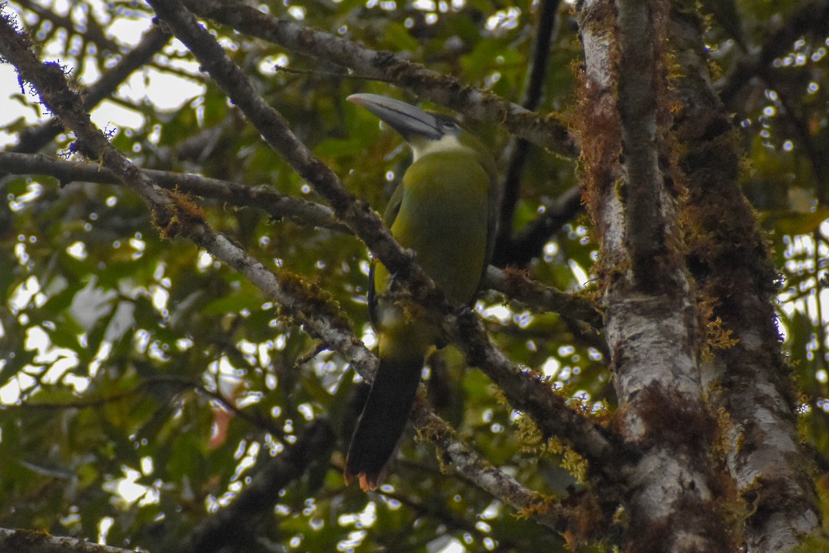 Blue-banded Toucanet - ML647257325
