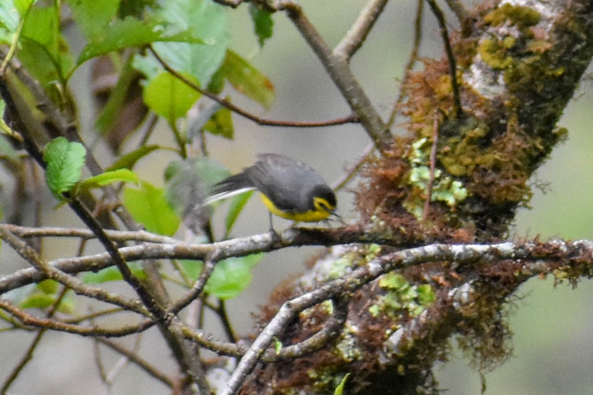 Spectacled Redstart - ML647257326