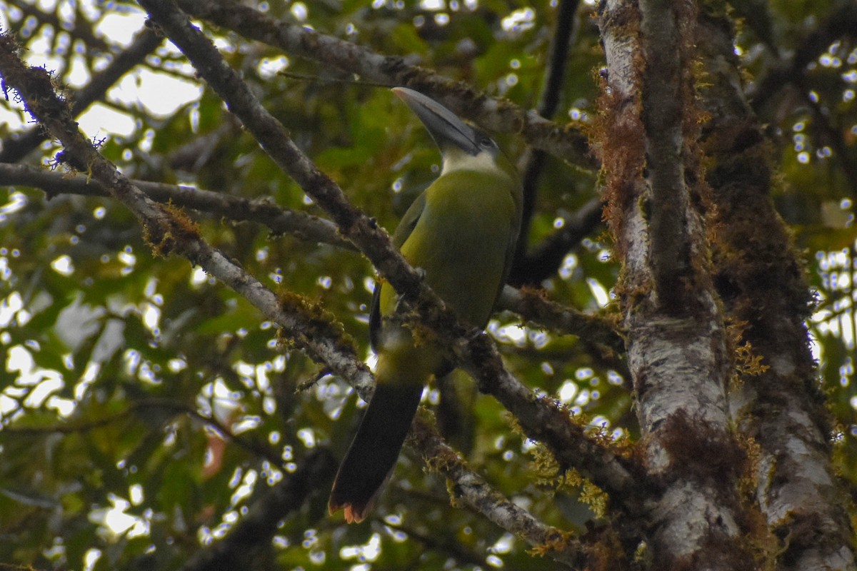 Blue-banded Toucanet - ML647257327