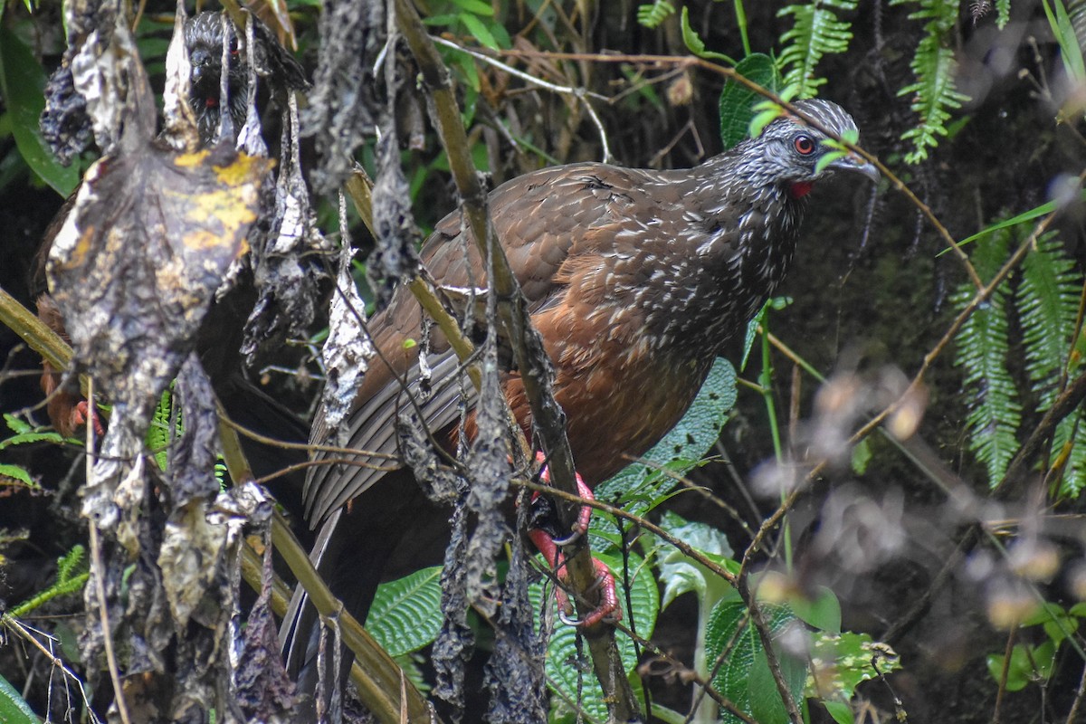 Andean Guan - ML647257328